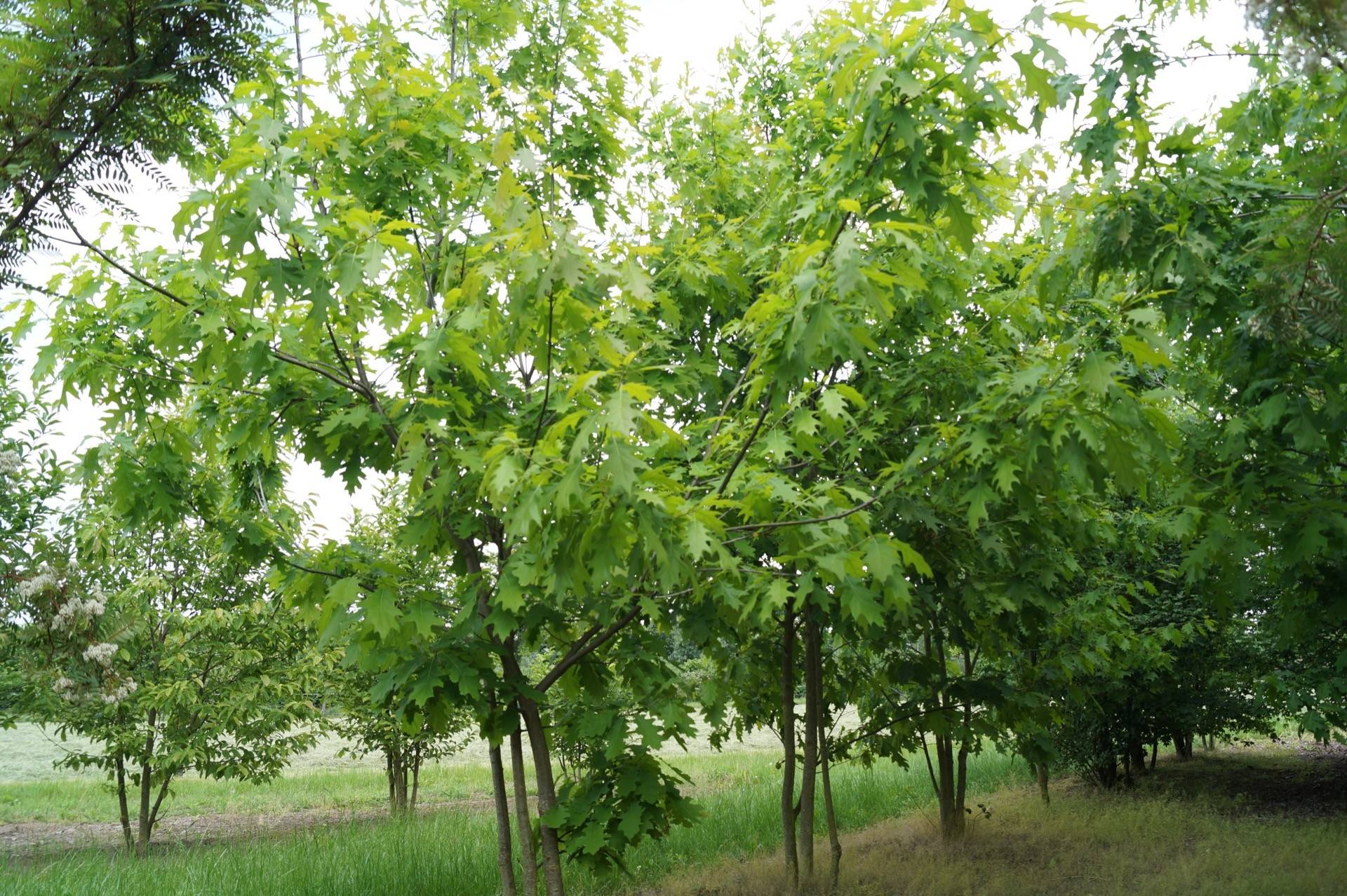Quercus rubra_05
